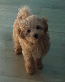 Maltipoo - 2
