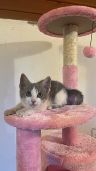 Darujem za veterinárne poplatky - 2