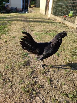 Predam kohuty Ayam cenami - 2