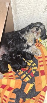 Napredaj Maltipoo - 2