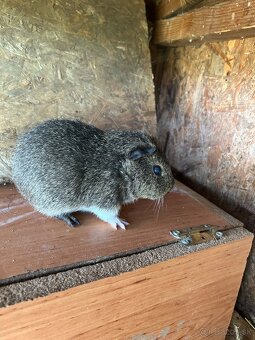 Morské prasiatko, morské prasiatka, morča, morčatá - 2