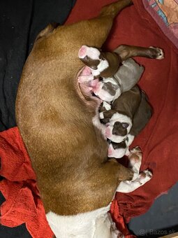 BOSTONSKÝ TERIÉR s PP - 2