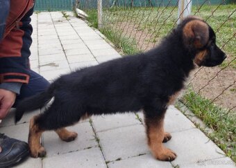 Nemecký ovčiak šteniatka s PP na predaj - 2