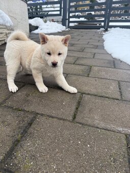 Shiba inu - 2