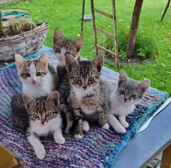 Darujem krásneho hebkého kocúrika Nunsa - 2