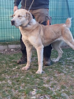 Stredoazijský ovčiak - 2