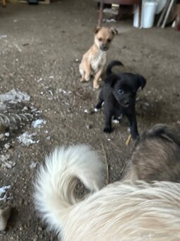 Darujem šteniatka - 2