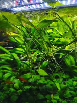 Rastliny a ryby na predaj - 2