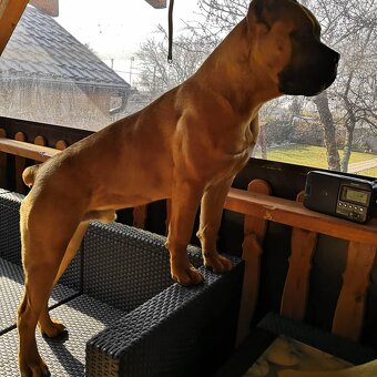 Cane Corso krytie - 2