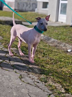 Americký bezsrstý teriér - 2