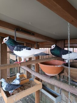 Predám chovný párik - 2