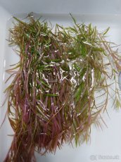 Akvarijni rostlina Rotala sp. Colorata prostrih - nedostupna - 2