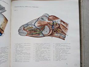 Atlas topografickej anatómie hospodárskych zvierat - 2