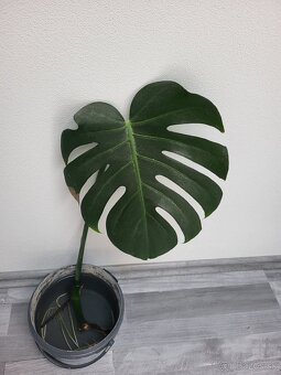 Monstera deliciosa - 2