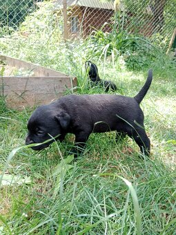 Cane Corso - 2