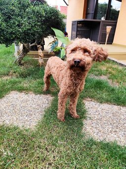 Trpasličí,trpazličí pudlík,pudel- DARUJEM - 2