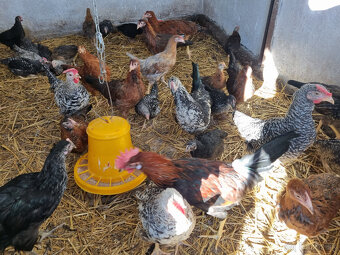 predám kohutov - 2