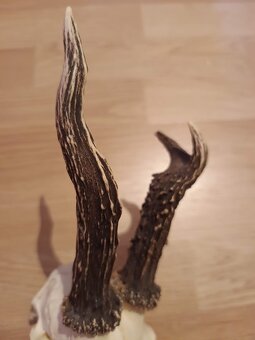 Trofej trofeje parohy parožie zhody,,,, - 2