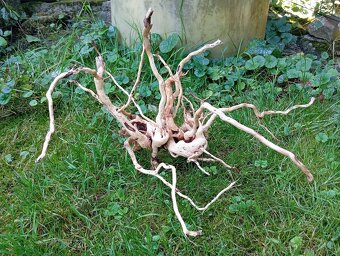 predam koren/samorast do akvaria - 2