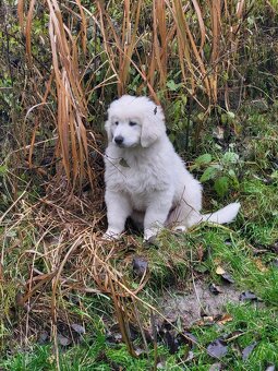 Slovenský čuvač - 2