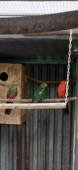 Papagáj kráľovský - 2