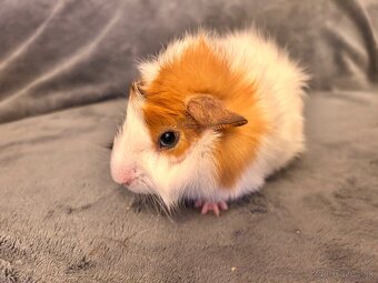 Morča-rozetové samček - 2