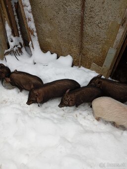 Predám vietnamské prasiatka - 2