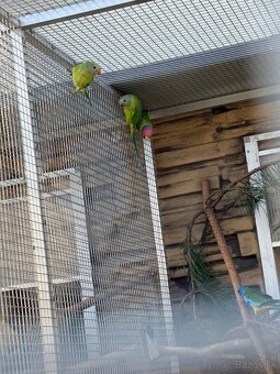 Alexander čínsky, Alexander veľký, Alexander červenohlavý - 2