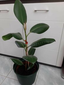 Veľké a malé kvety - 2