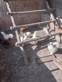 Predám 2 kusy kohúta hodvabničky - 2