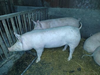 Predám jatočné ošípané - 2