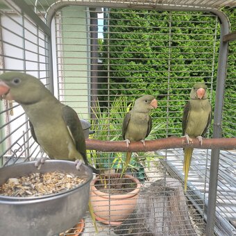 Predám Alexander Veľký - 2