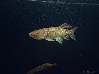 Hepsetus odoe , stuka africka, tetra drava - 2