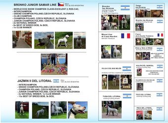 Argentínska doga štěňata, Dogo Argentino, REZERVACE - 2
