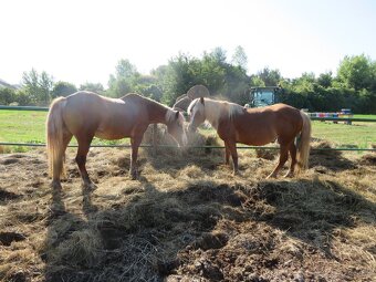 Predám kona - Hafling - 2