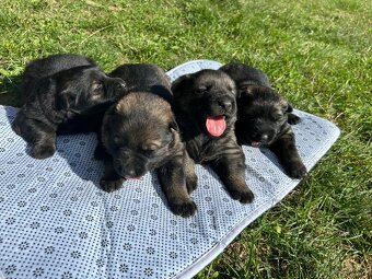 Nemecky ovčiak šteniatka  s  PP - 2