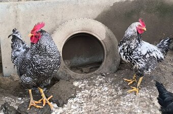 Kohúti na predaj - 2