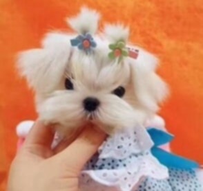 Mini Maltezak - 2