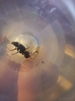 Kráľovny Messor Barbarus - 2