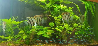 Skalár amazonsky - Pterophyllum scalare - 2