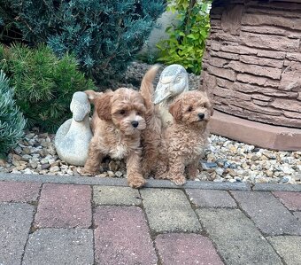 Maltipoo,pudel,maltezak,pudlik - 2