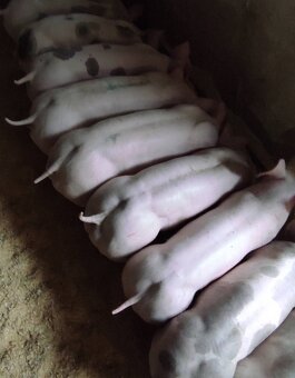 Predám odstavčata 20-25kg - 2