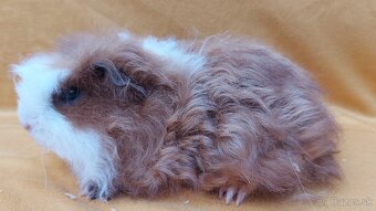 Merino morčatá s PP a VP - 2