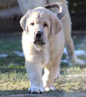 Španielský mastin - pejsci s PP - 2