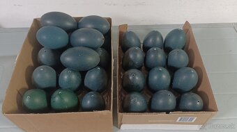 Pštrosie vajcia emu, vyfúknuté - 2