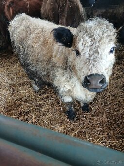 Galloway jalovica - 2