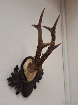 Trofej parohy parožie srnec - 2