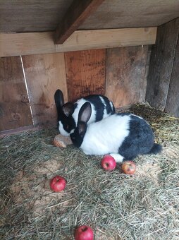 Šarišské obrovite - 2