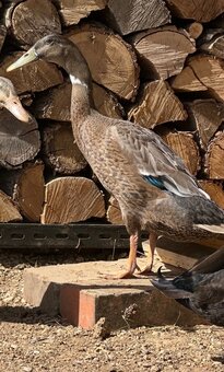 Indicky bezec kacer - 2