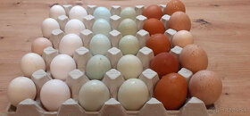 násadové vajcia nosníc na modré a zelené vajíčka - 2